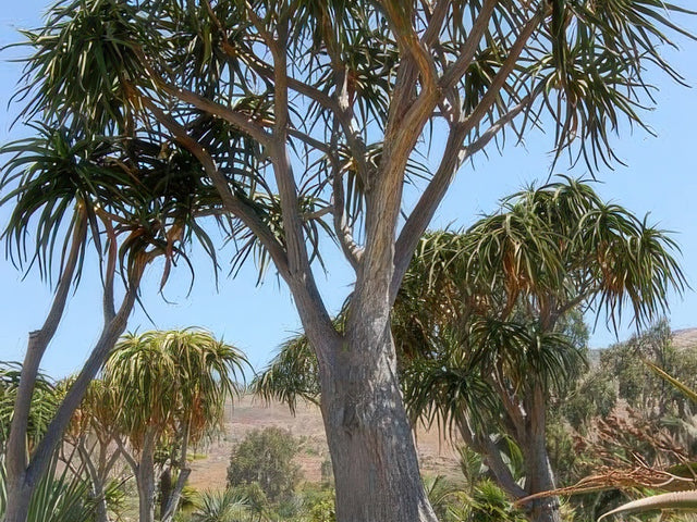 Aloe bainesii in Bakersfield