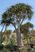 Aloe bainesii