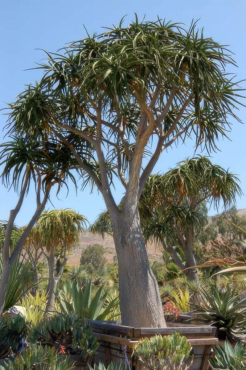 Aloe bainesii