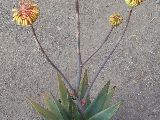 Aloe capitata in Visalia