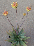 Aloe capitata