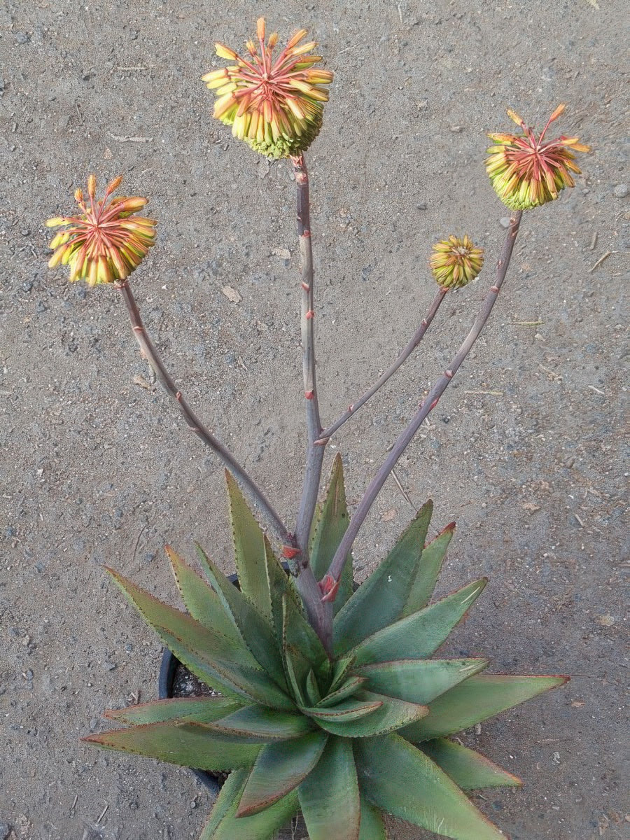 Aloe capitata
