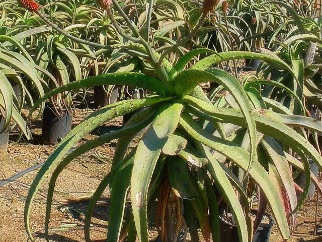 Aloe excelsa in Visalia