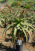 Aloe excelsa