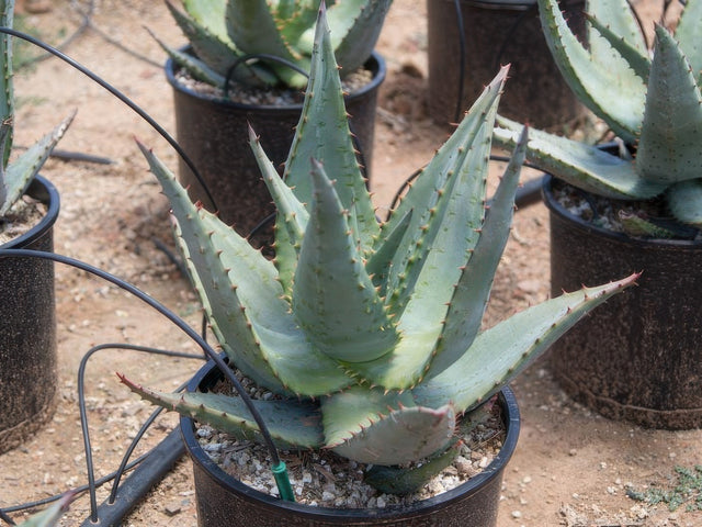 Aloe ferox in Visalia