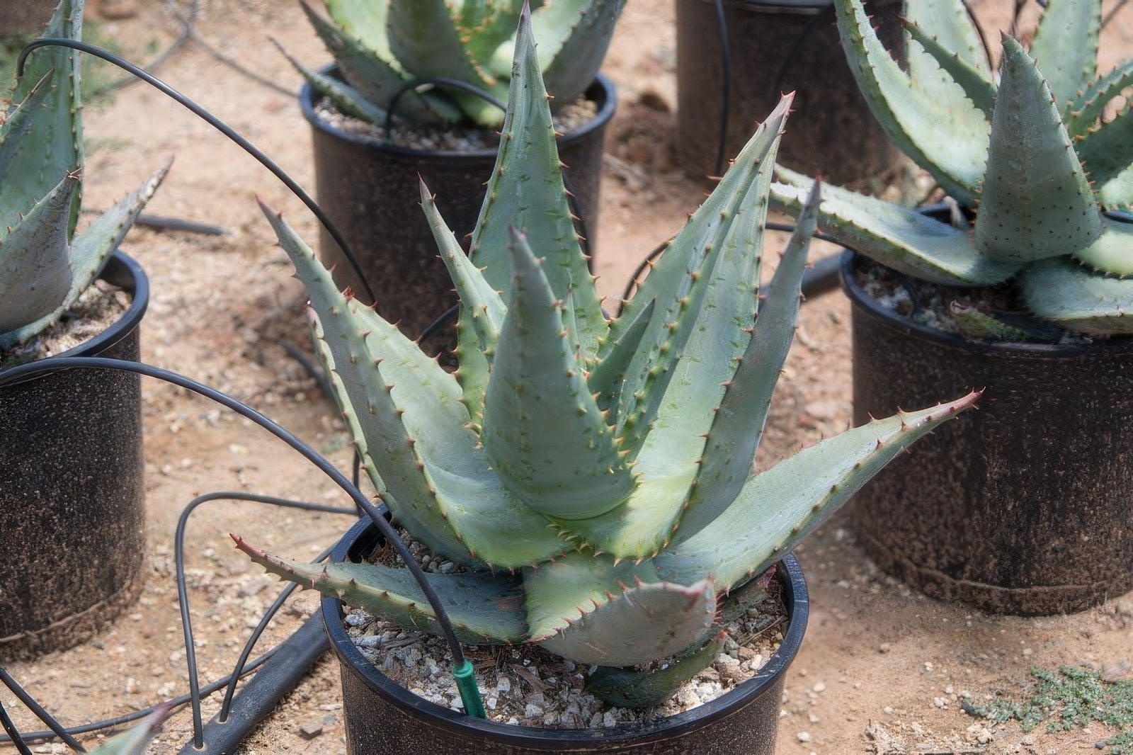 Aloe ferox