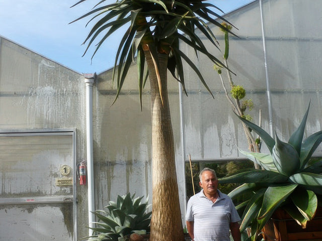 Aloe 'Hercules' in Bakersfield