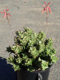 Aloe juvenna