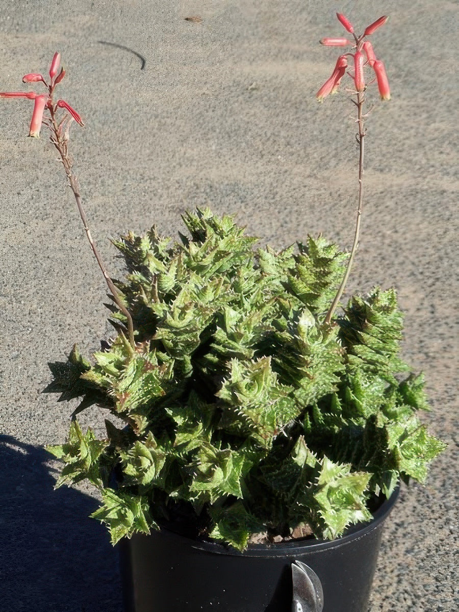 Aloe juvenna