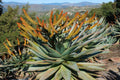 Aloe marlothii