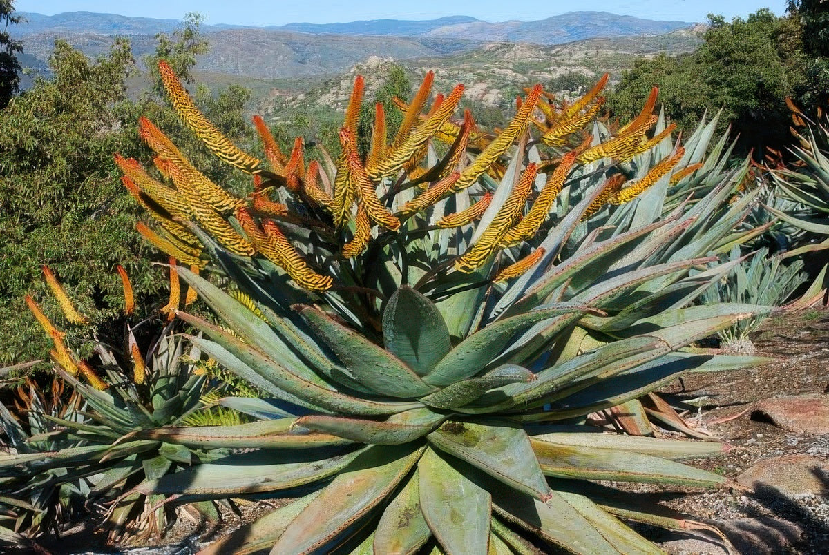 Aloe marlothii