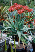 Aloe munchii