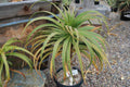 Aloe pluridens