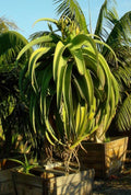Aloe thraskii