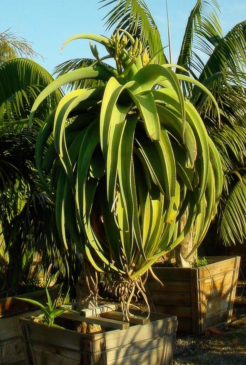 Aloe thraskii