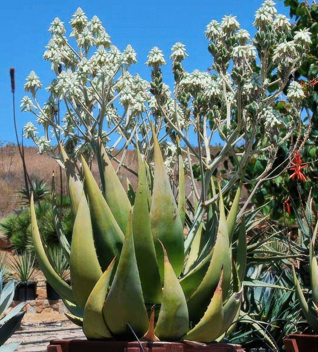 Aloe tomentosa