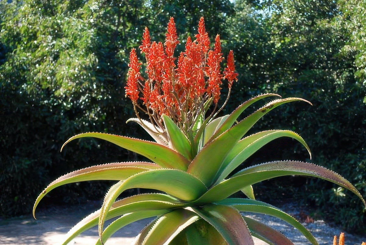 Aloe vaombe