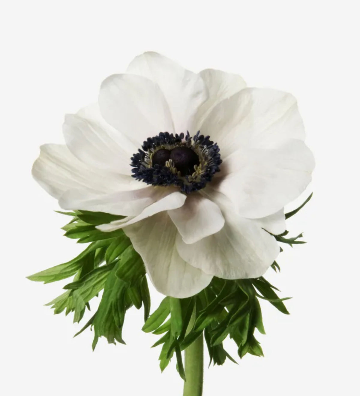 Anemone white