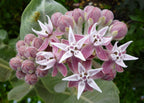 Asclepias speciosa