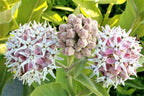 Asclepias speciosa