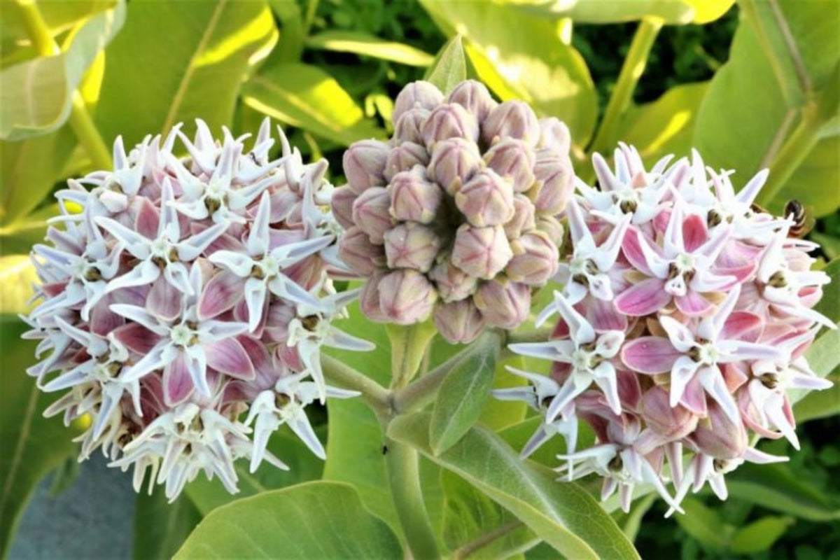 Asclepias speciosa
