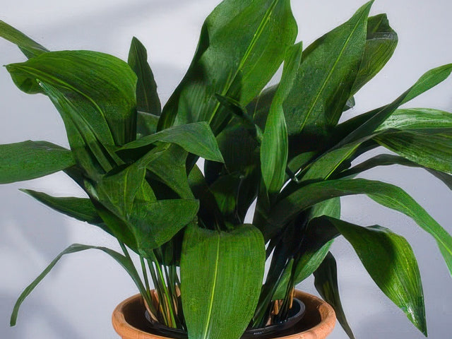 Aspidistra elatior in Oxnard