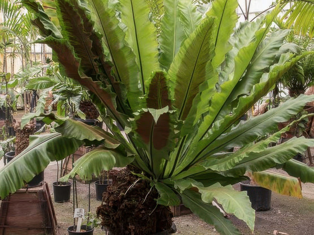 Asplenium nidus in Atascadero