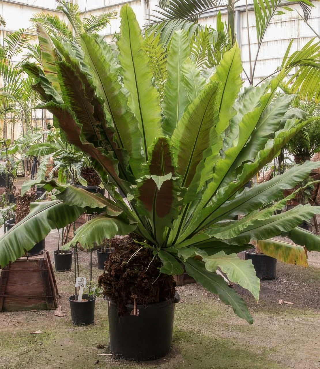 Asplenium nidus