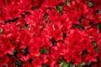 Azalea kaempferi 'Ward's Ruby'