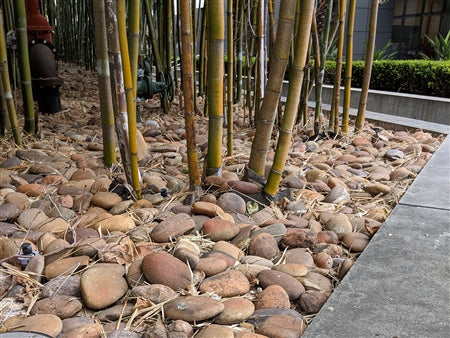Baja Sunburst Beach Cobble
