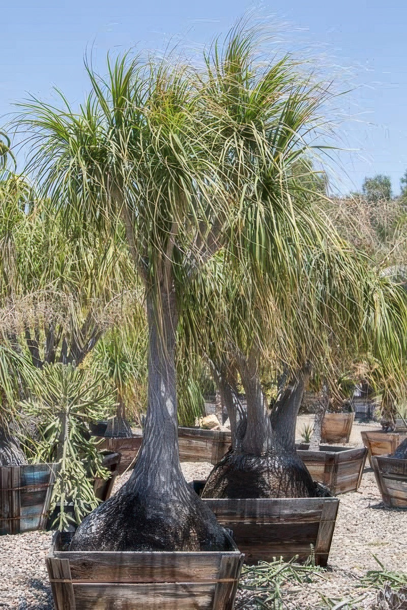 Beaucarnea recurvata