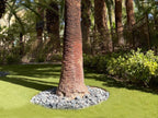 Black Mexican Beach Pebbles 3 inch - 5 inch