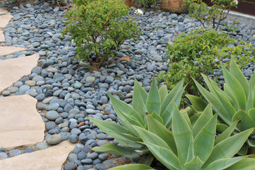 Black Mexican Beach Pebbles