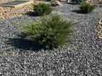 Black n Silver Rock 1 inch spread as ground cover around juniper shrubs next to tan river rock