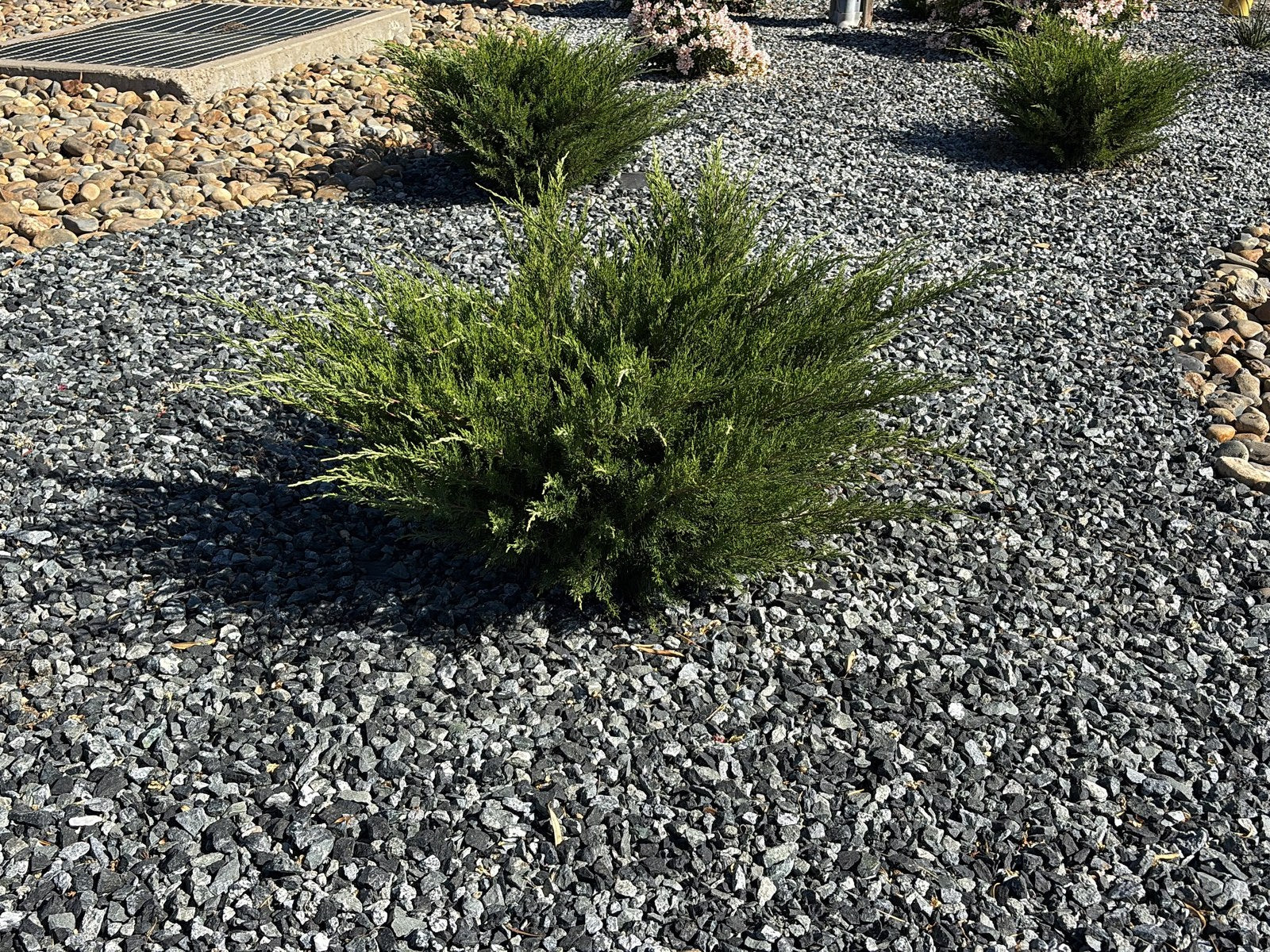 Black n Silver Rock 1 inch spread as ground cover around juniper shrubs next to tan river rock