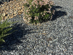 Black n Silver Rock 1 inch ground cover in a landscape bed with juniper and flowering oleander