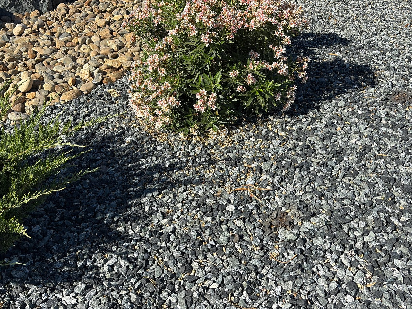 Black n Silver Rock 1 inch ground cover in a landscape bed with juniper and flowering oleander