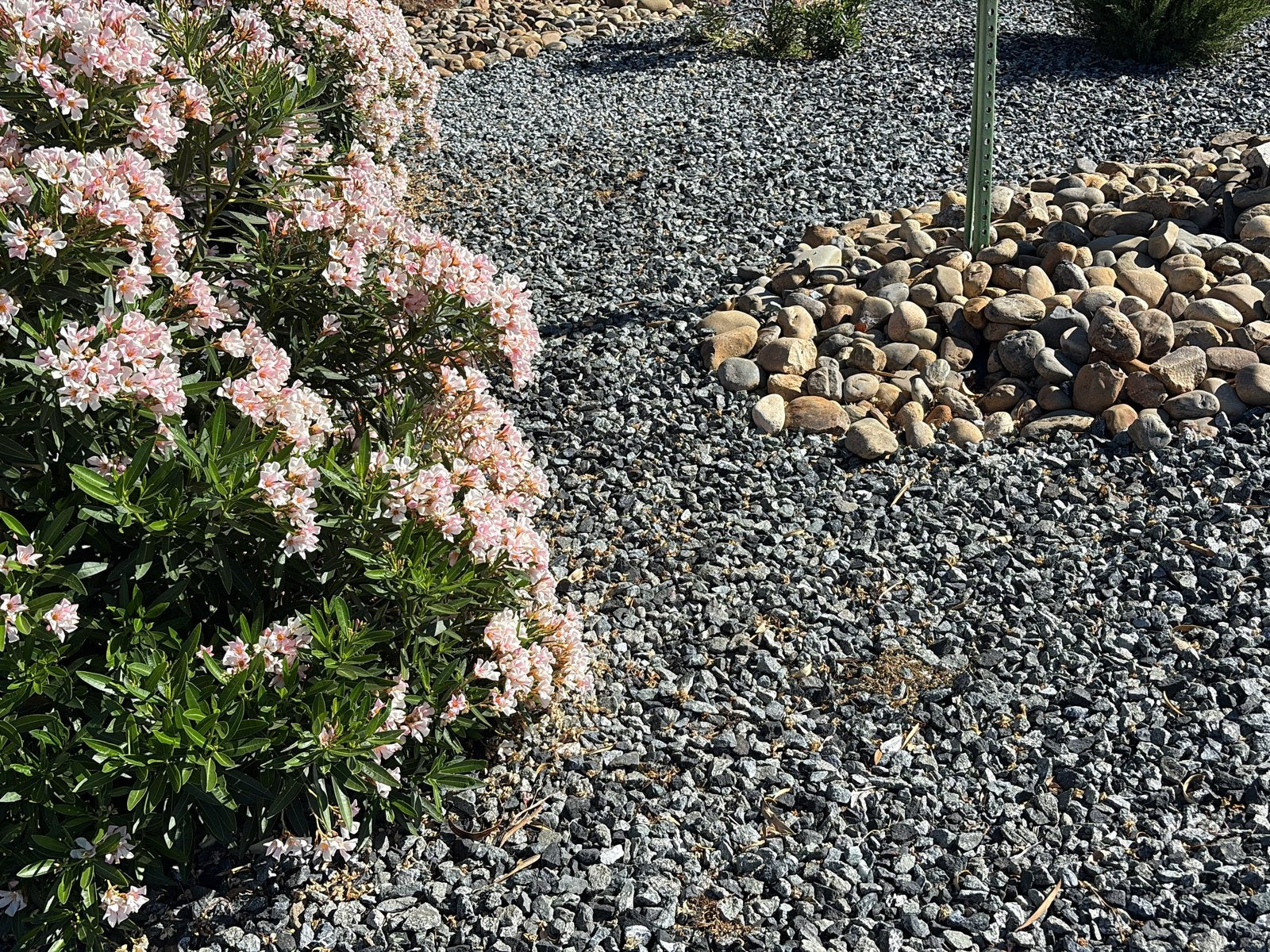 Black n Silver Rock 1 inch ground cover with a river rock drainage area and pink oleander