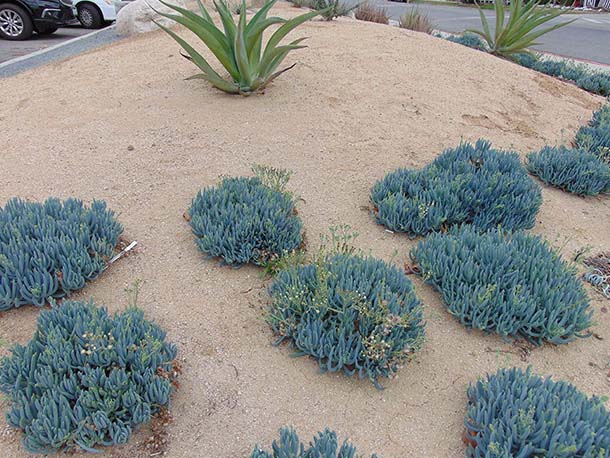 Brimstone Decomposed Granite