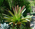 Vriesea imperialis