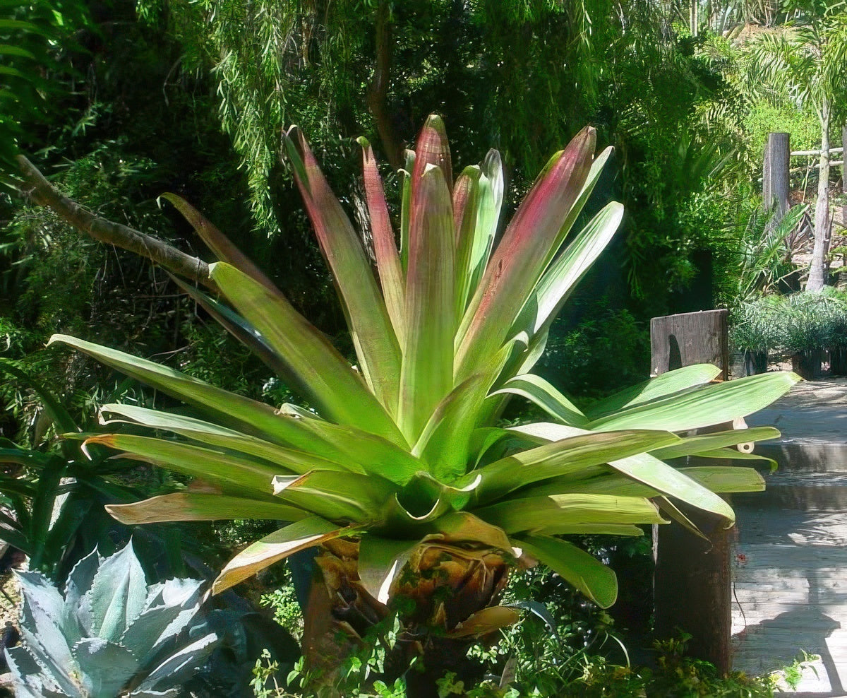 Vriesea imperialis