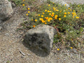 CA Sierra Moss Rock