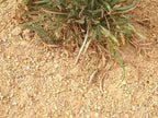 California Gold Decomposed Granite