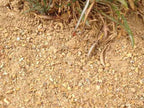 California Gold Decomposed Granite