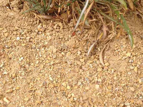 California Gold Decomposed Granite