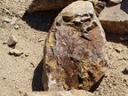 Casino Royale Gold landscape boulders, 24 to 30 inch size