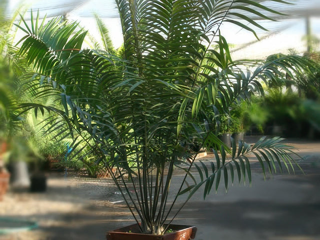 Ceratozamia robusta in Milpitas