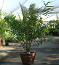 Ceratozamia robusta
