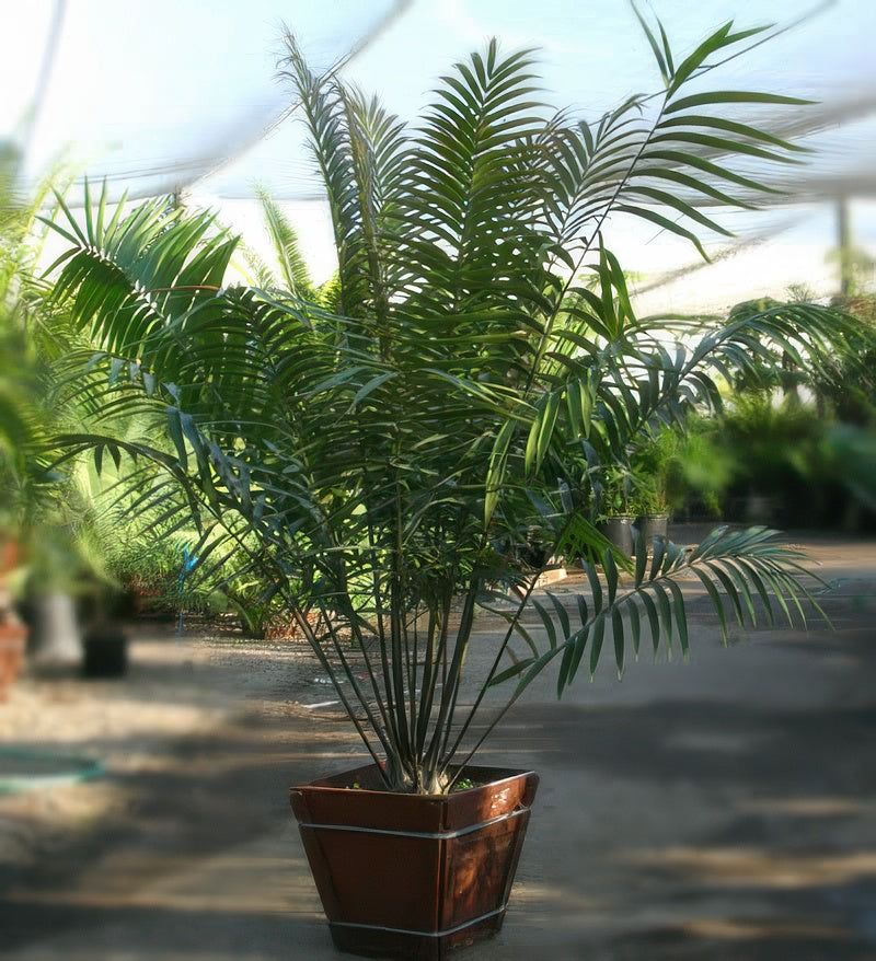 Ceratozamia robusta
