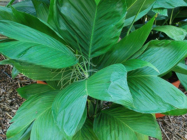 Chamaedorea 'Ernesti-Augusti' in Perris